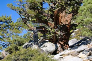 Wanderung El Capital Yosemite Nationalpark