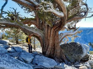 Wanderung El Capital Yosemite Nationalpark