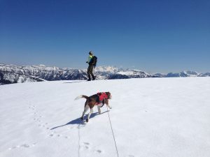 Blinder Hund ist kein Handicap Hund