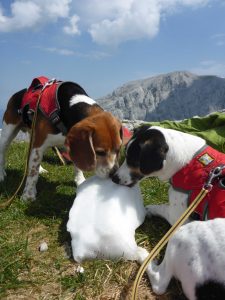 Blinder Hund ist kein Handicap Hund