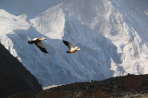 Nepal Gokyo Ri Trekking in Solukhumbu