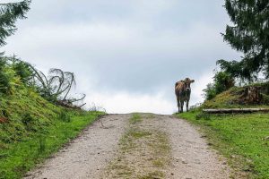 Wandern Schwarzerberg Golling