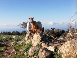 Skitour auf Kreta bei der Pierra Creta