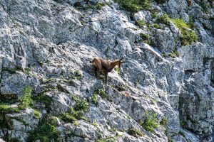 Bergtour in Abtenau: Schober und Traunstein